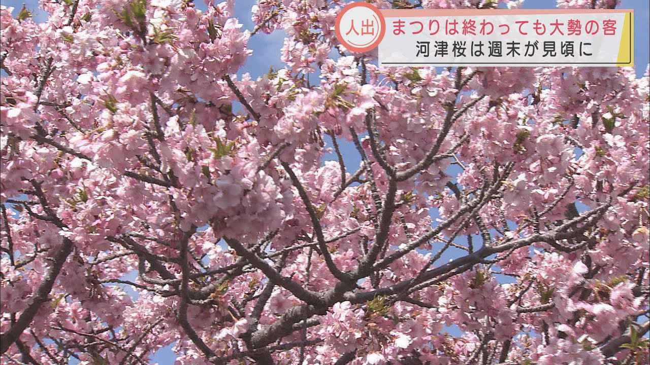 画像: まん延防止措置延長も・・・満開の河津桜　今週末が見ごろのピーク　静岡・河津町 youtu.be