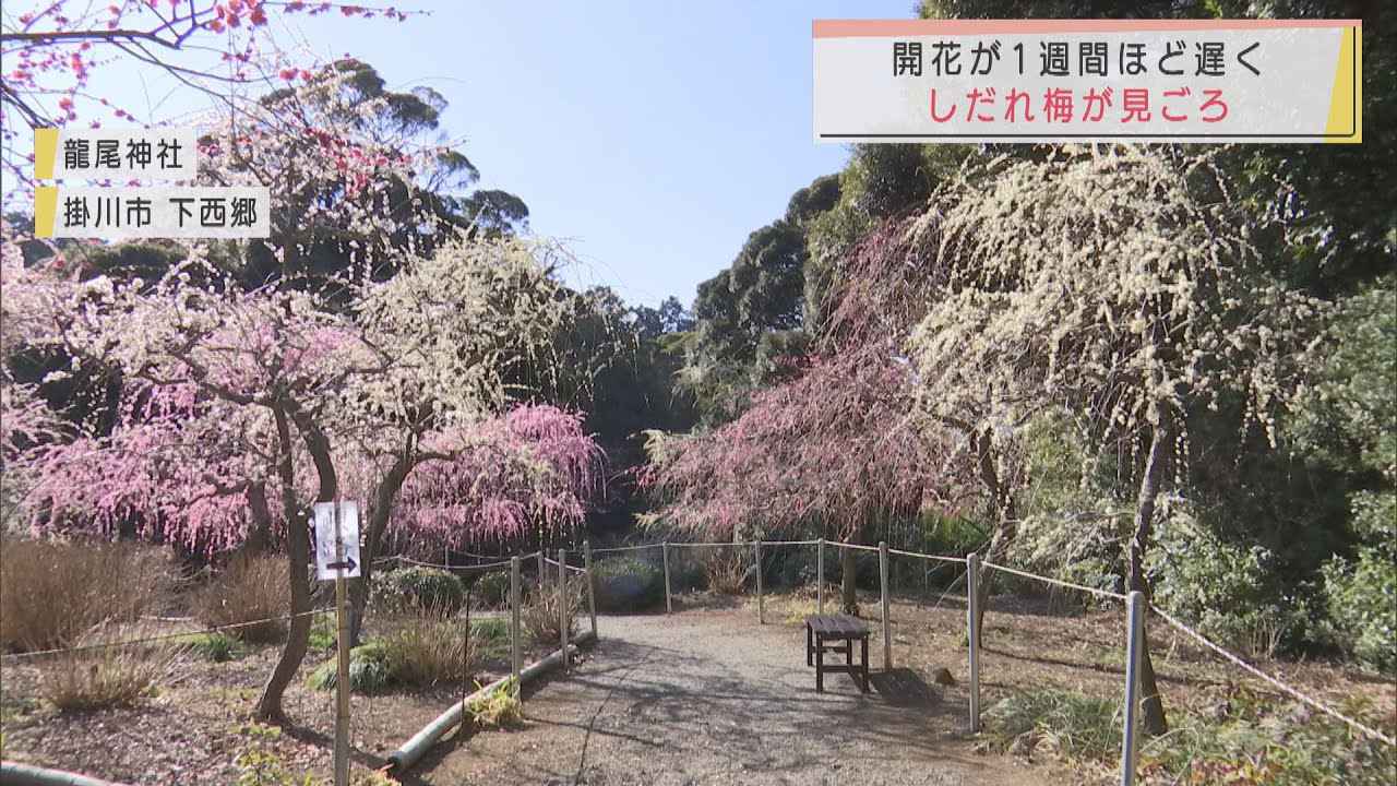 画像: 紅やピンク、白色…しだれ梅が見ごろ　静岡県掛川市の龍尾神社 youtu.be