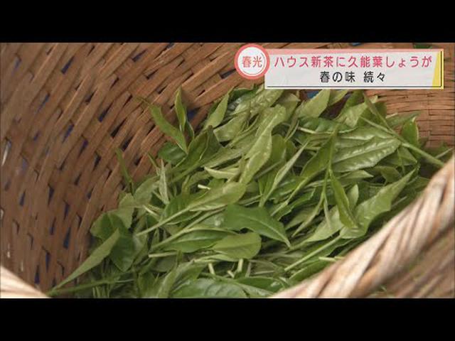 画像: 春の香り静岡県内に　新茶の初摘み、葉しょうが収穫…　今年の出来栄えは youtu.be