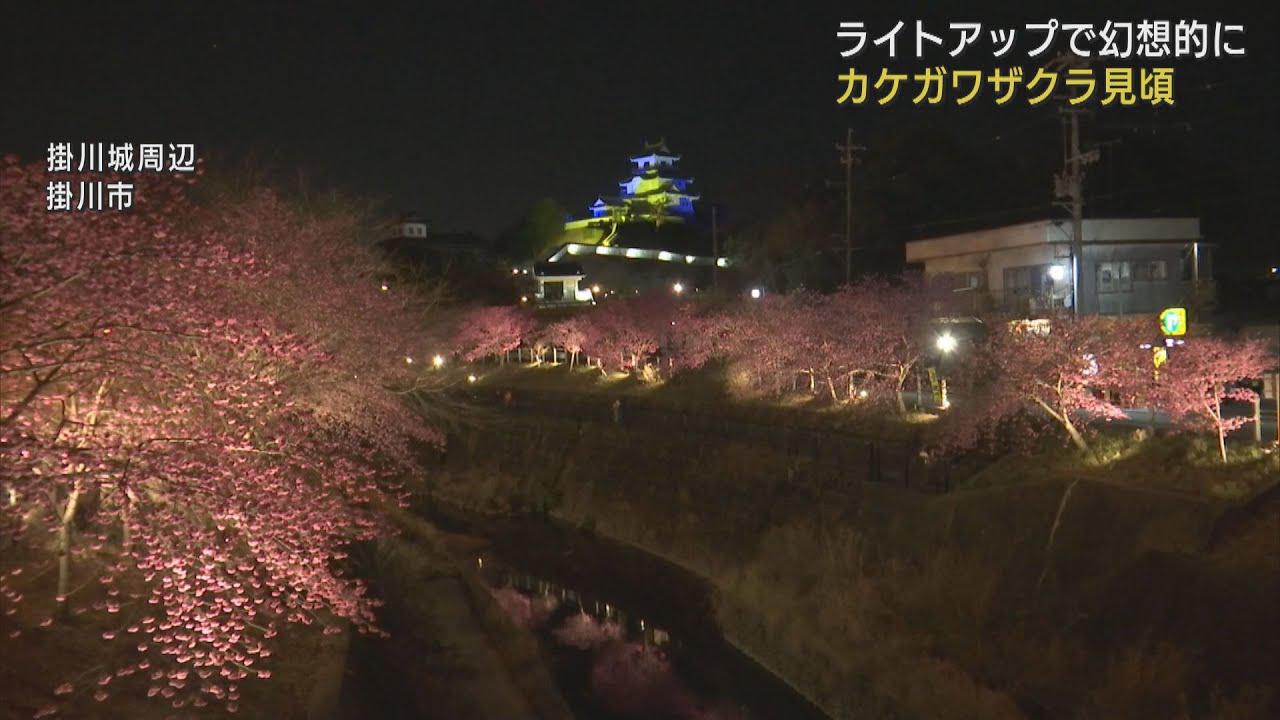 画像: 早咲きの「カケガワザクラ」ライトアップ　掛川城と幻想的な風景　静岡・掛川市 youtu.be