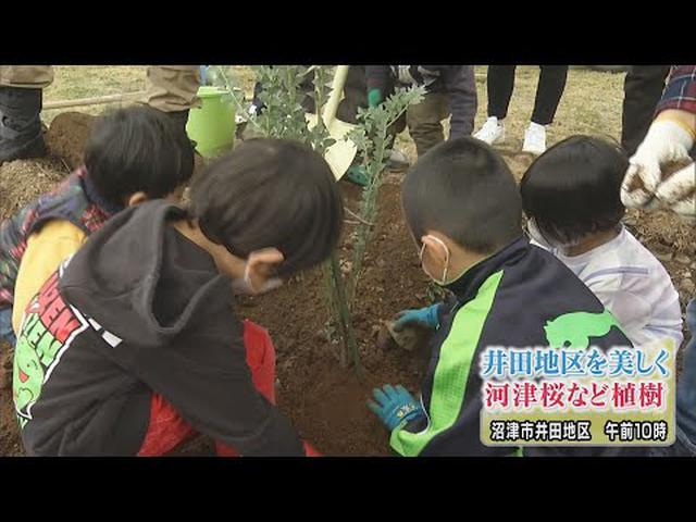 画像: 「人を呼び寄せられる地域に」　自然景観づくりに力を入れる静岡・沼津市井田地区に河津桜などの苗木を寄贈 youtu.be