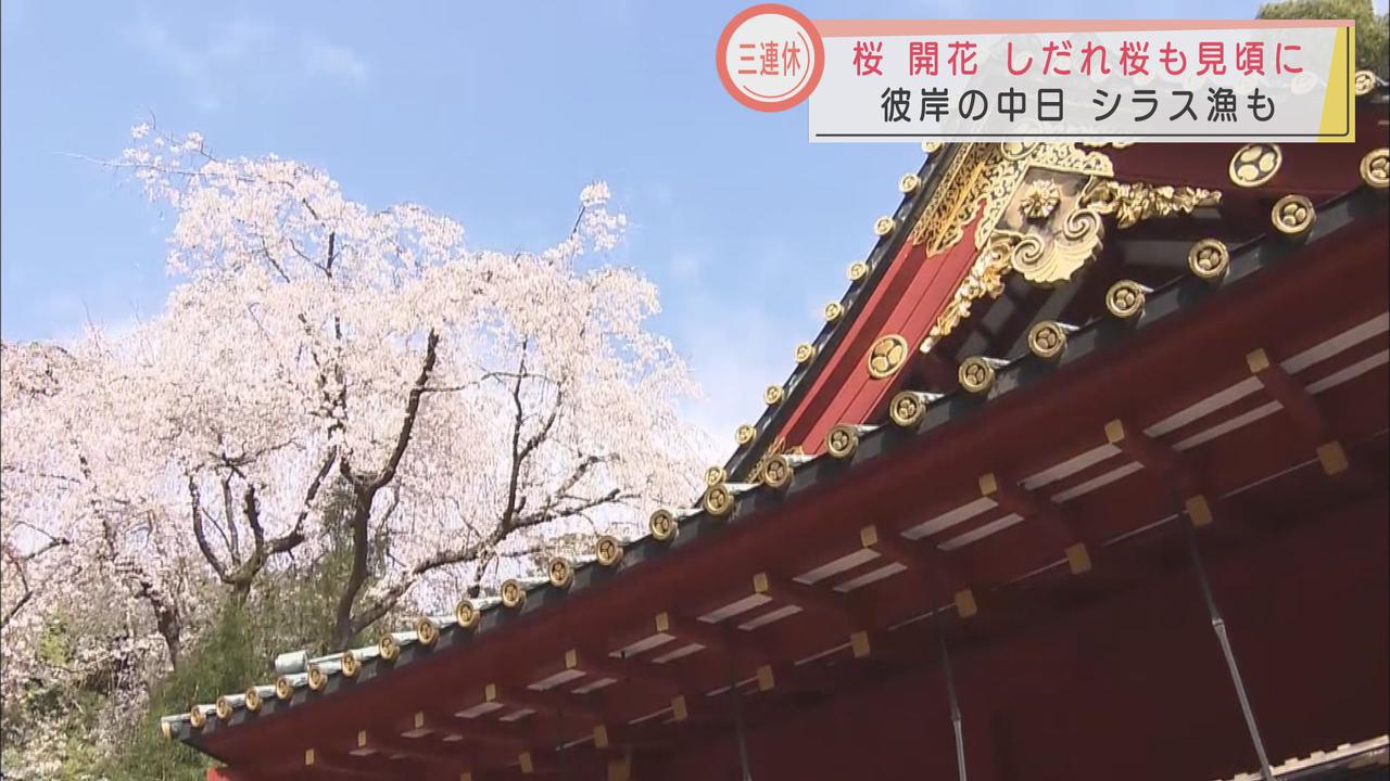 画像: 東照宮のしだれ桜は見頃