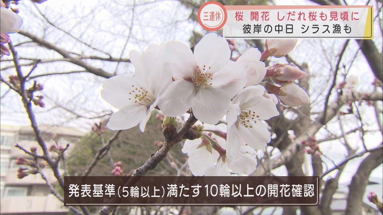 画像: 気象台が「桜の開花」発表…静岡市には桜が見ごろのポイントも　「シラス漁」に「彼岸の中日」…3連休最終日の静岡県 youtu.be