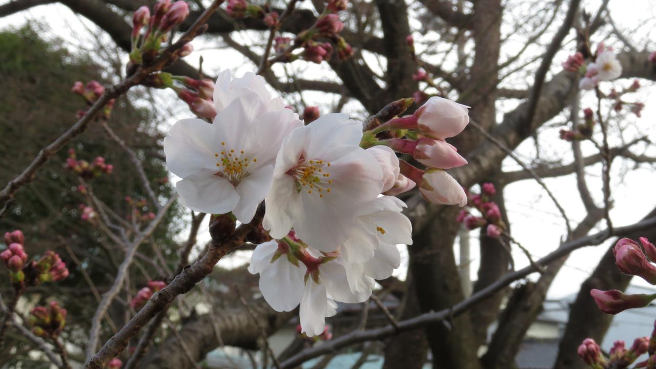 画像: 21日午前7時、静岡地方気象台の標本木