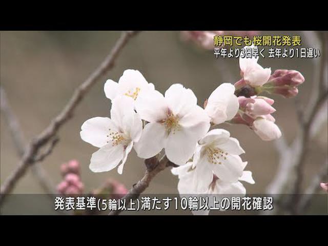 画像: 静岡県にも本格的な春の訪れ…気象台が桜の開花を発表　満開は１週間から１０日後 youtu.be