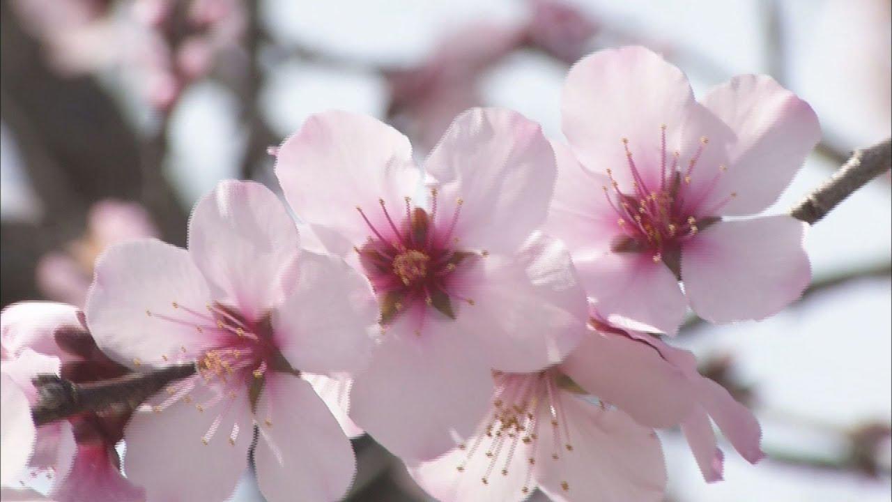 画像: ピンクの花が見ごろ　桜ではなくアーモンドです　静岡・藤枝市 youtu.be