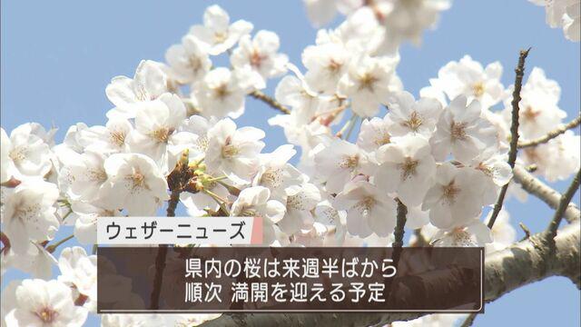 画像2: 静岡県の桜は来週半ばから順次満開か　800本の桜が植えられている清水区の船越堤公園は…　/3月25日