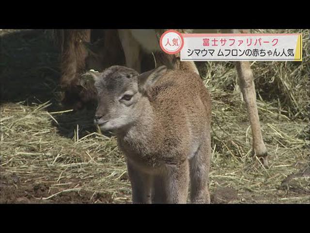 画像: ヒツジの仲間「ムフロン」の赤ちゃんが人気　シマウマの赤ちゃんもすくすく　静岡・富士サファリパーク youtu.be