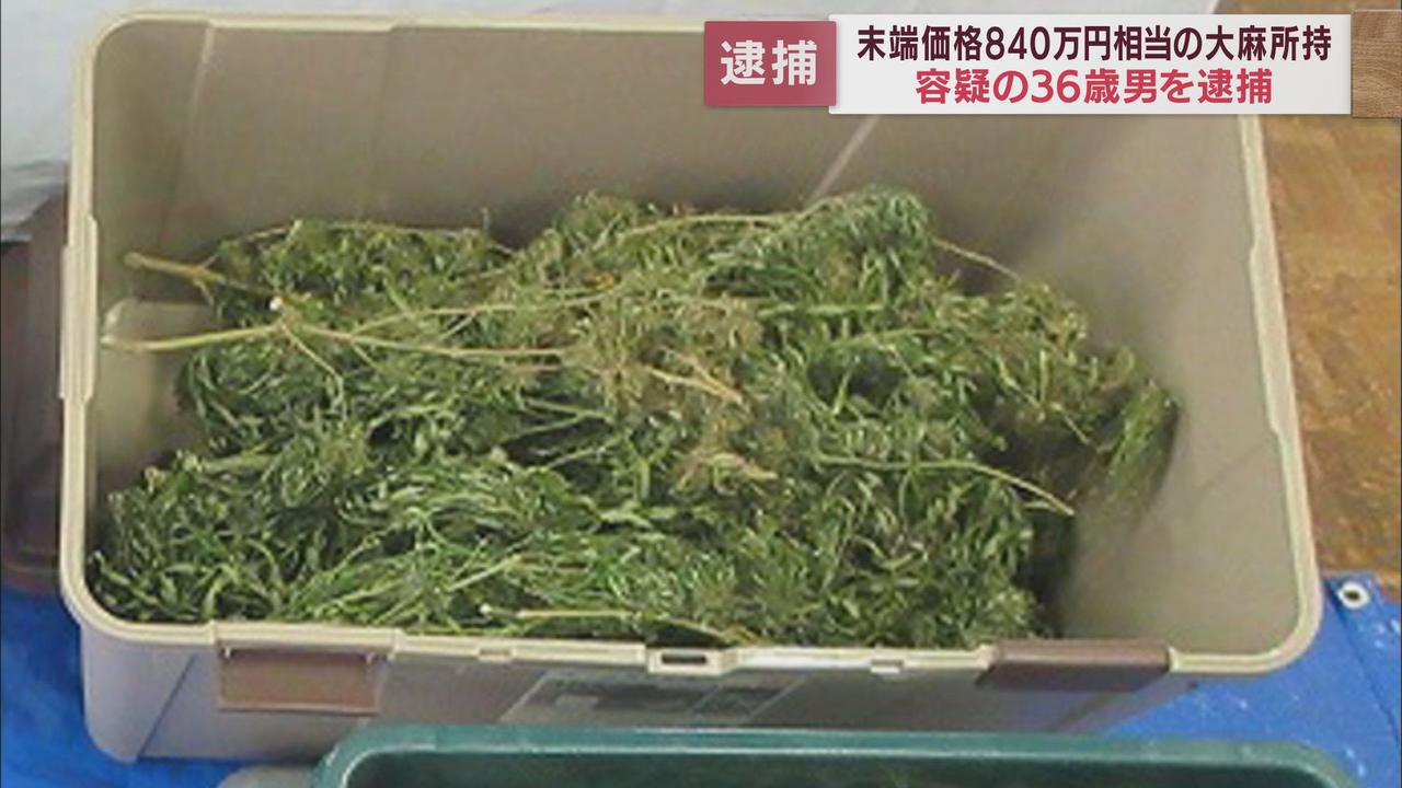 画像: 末端価格で840万円相当…　乾燥大麻の所持容疑で36歳の男を逮捕　浜松市