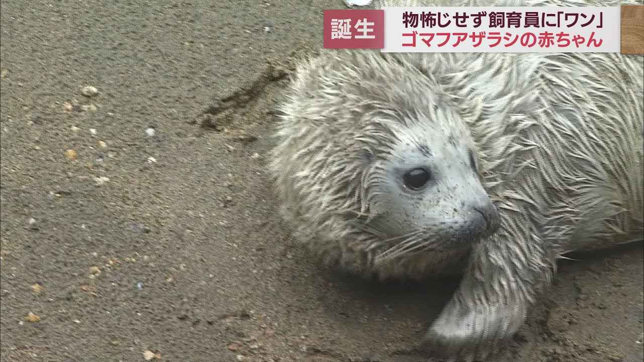 画像: 「今が一番かわいい時期…」　ゴマフアザラシの赤ちゃんが誕生　静岡・沼津市の伊豆・三津シーパラダイス youtu.be