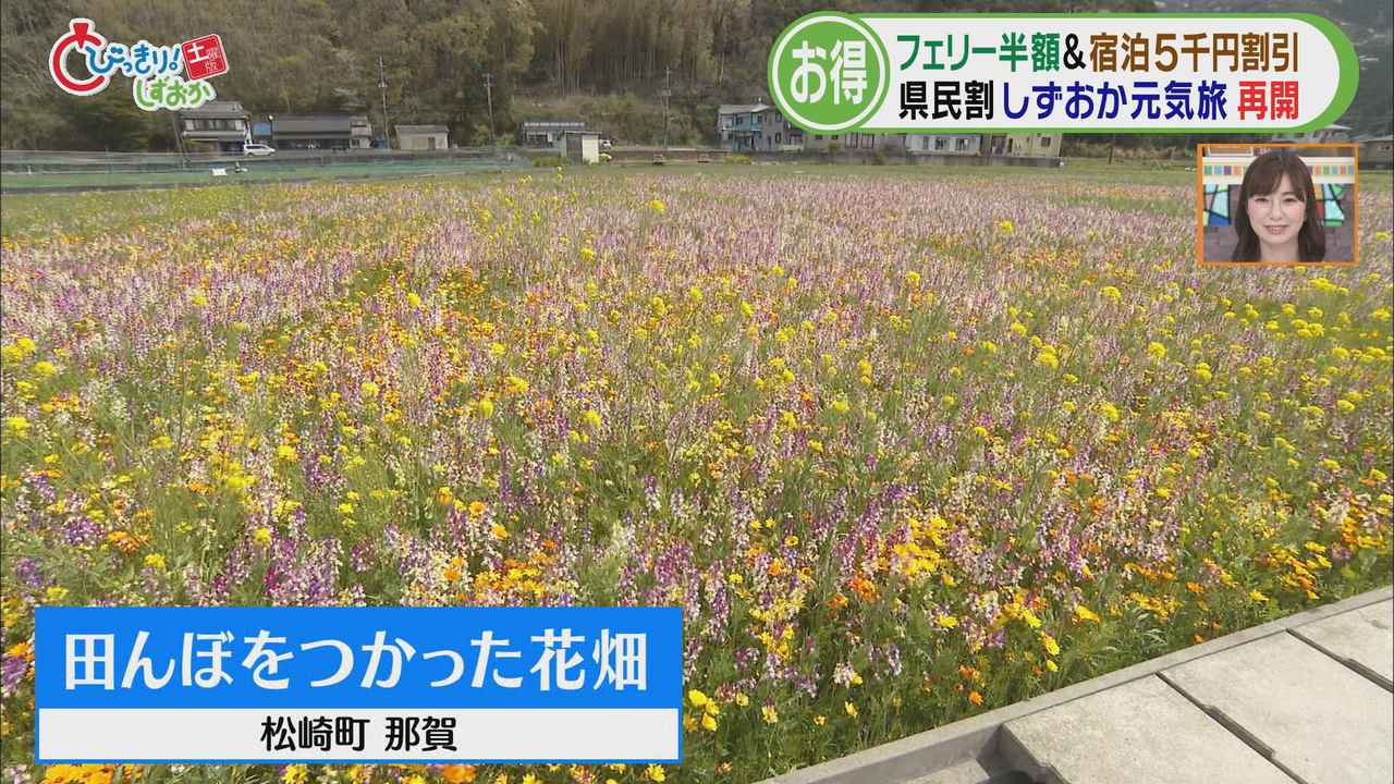 画像1: 「田んぼをつかった花畑」