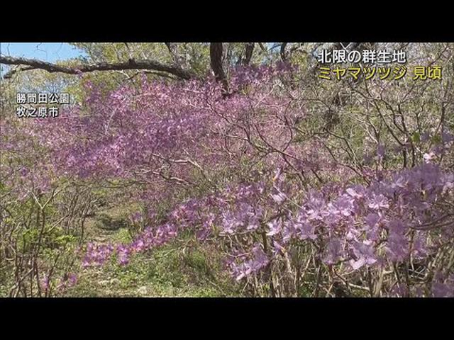 画像: 北限の群生地で見頃　3メートルのミヤマツツジが1万本　静岡・牧之原市 youtu.be