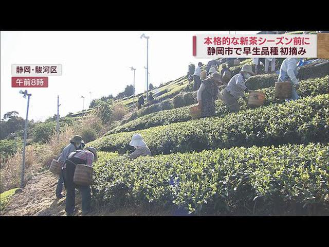 画像: ひと足早い新茶の初摘み　冷やして飲むと白ワインのような味わい　静岡市 youtu.be