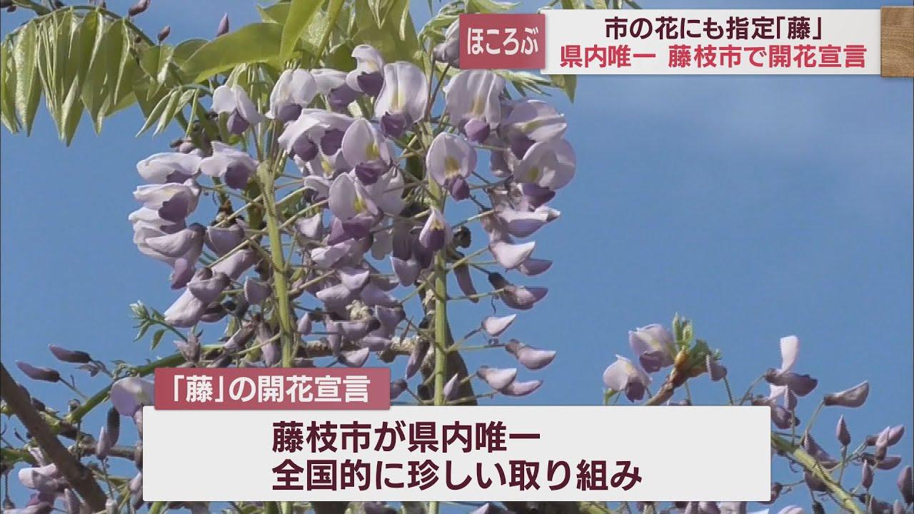 画像: 全国でもここだけ？　藤の花の開花宣言　静岡・藤枝市の蓮華寺池公園 youtu.be