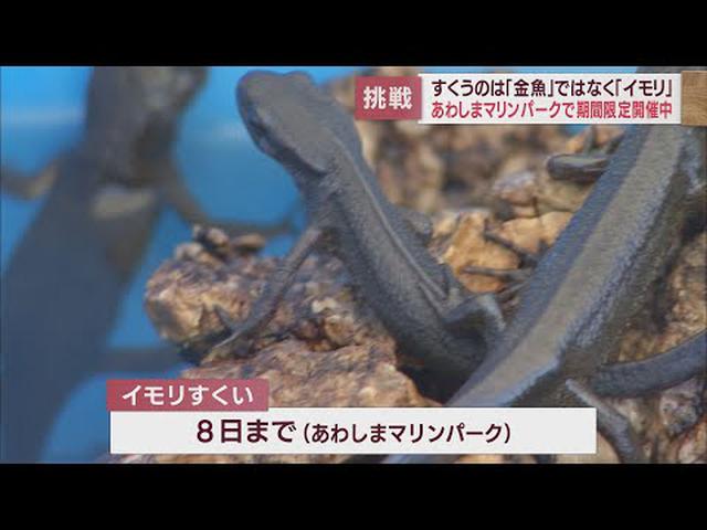 画像: 「金魚すくい」ならぬ「イモリすくい」？　あわしまマリンパークでGW限定の催し　静岡・沼津市 youtu.be