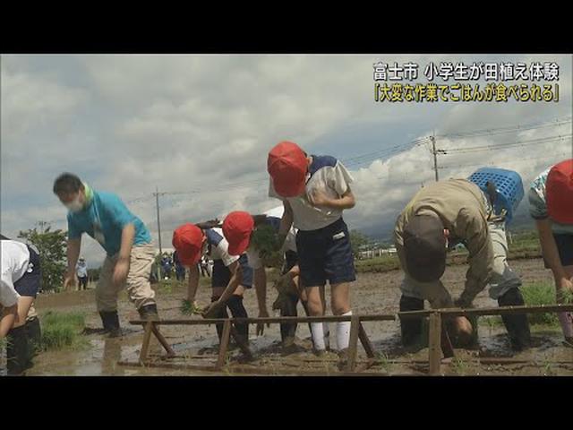 画像: 「こういう大変な作業があってご飯が食べられる…」　小学生が昔ながらの田植え体験　静岡・富士市0502HC youtu.be