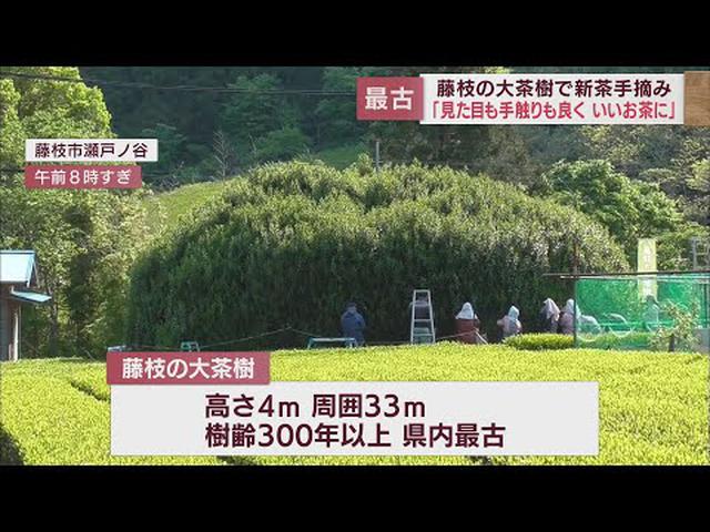 画像: 樹齢３００年以上…県内で最も古い「藤枝の大茶樹」で新茶の手摘み　その名も「長寿の香り」　静岡・藤枝市 youtu.be