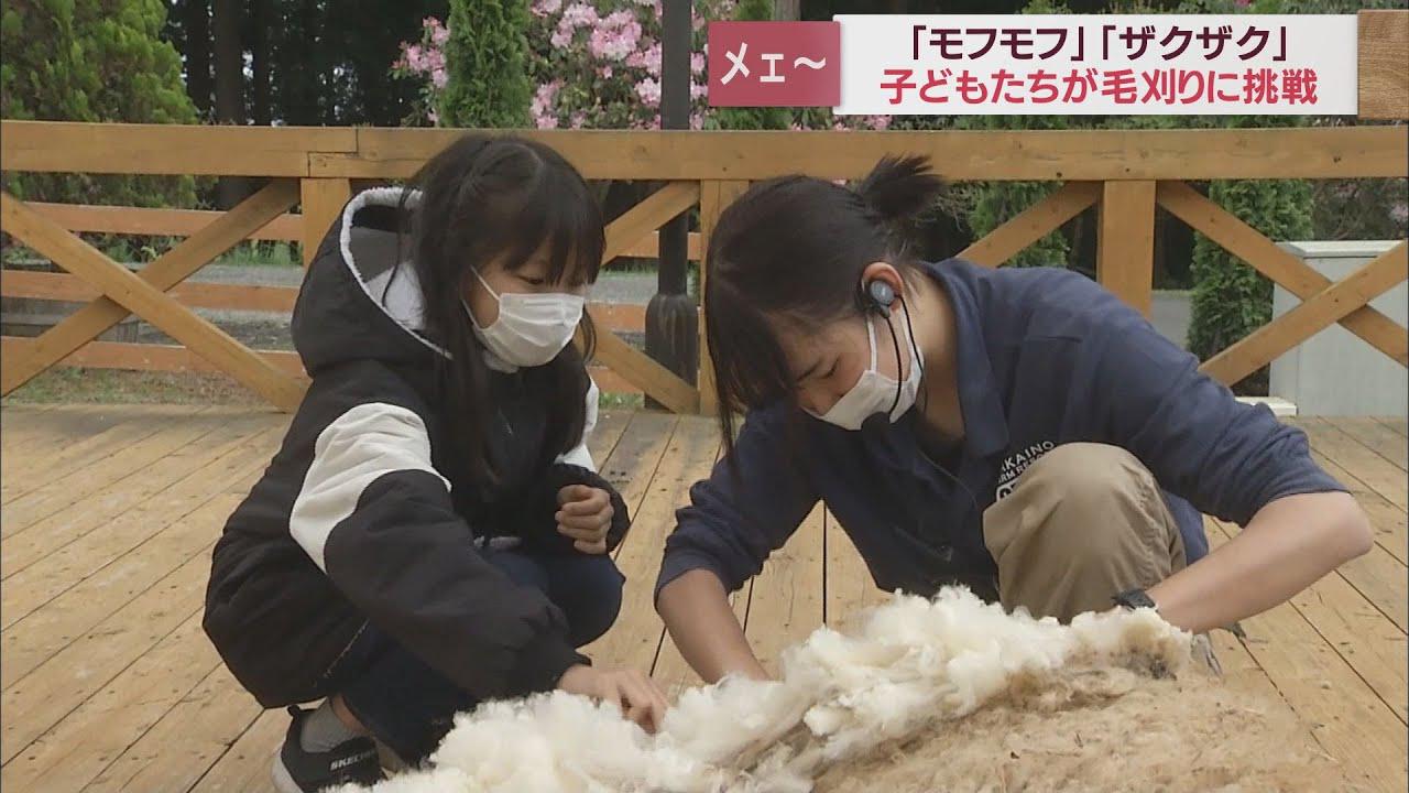 画像: １頭で子ども用のセーター５、６着分　ヒツジの毛刈り体験会　静岡・富士宮市 youtu.be