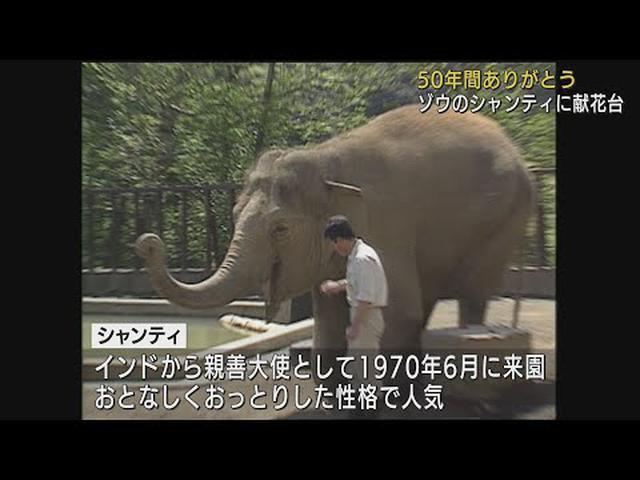 画像: 日本平動物園で死んだメスのアジアゾウ・シャンティの献花台設置「天国で楽しく過ごしてほしい」　静岡市 youtu.be