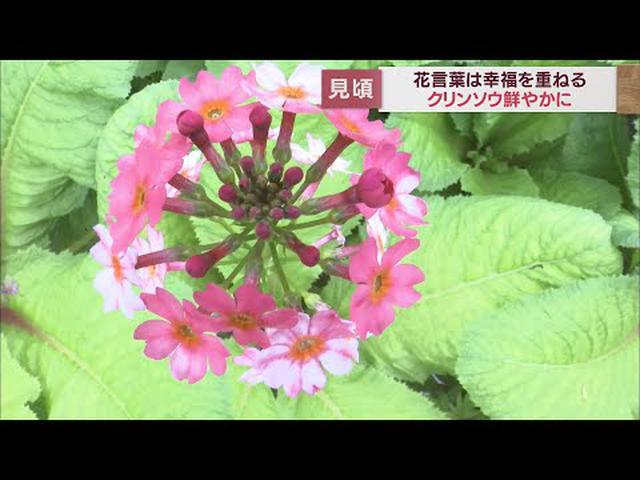 画像: 花言葉は「幸福を重ねる」クリンソウの花が見頃迎える　静岡・磐田市 youtu.be