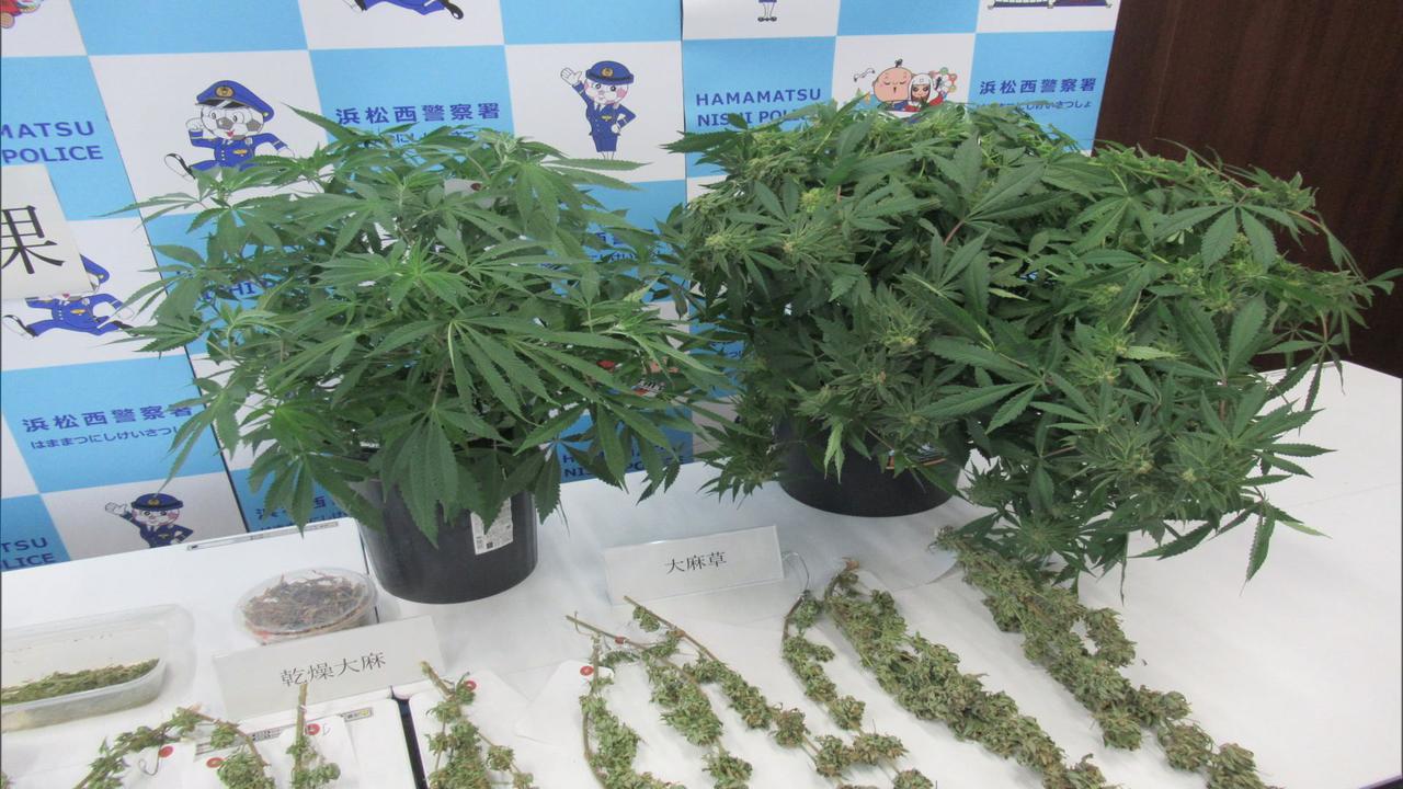 画像: 押収された大麻草など（静岡県警提供）