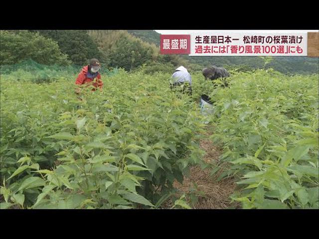 画像: 桜もちを包む甘い香りの桜の葉　生産量日本一は静岡・松崎町　収穫の最盛期迎える youtu.be