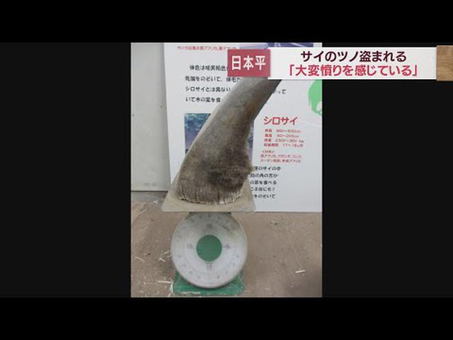 画像: アクリルボードに穴　誰が何の目的で…　園長は「大変憤りを感じる」　静岡市の日本平動物園でサイの「ツノ」盗まれる youtu.be