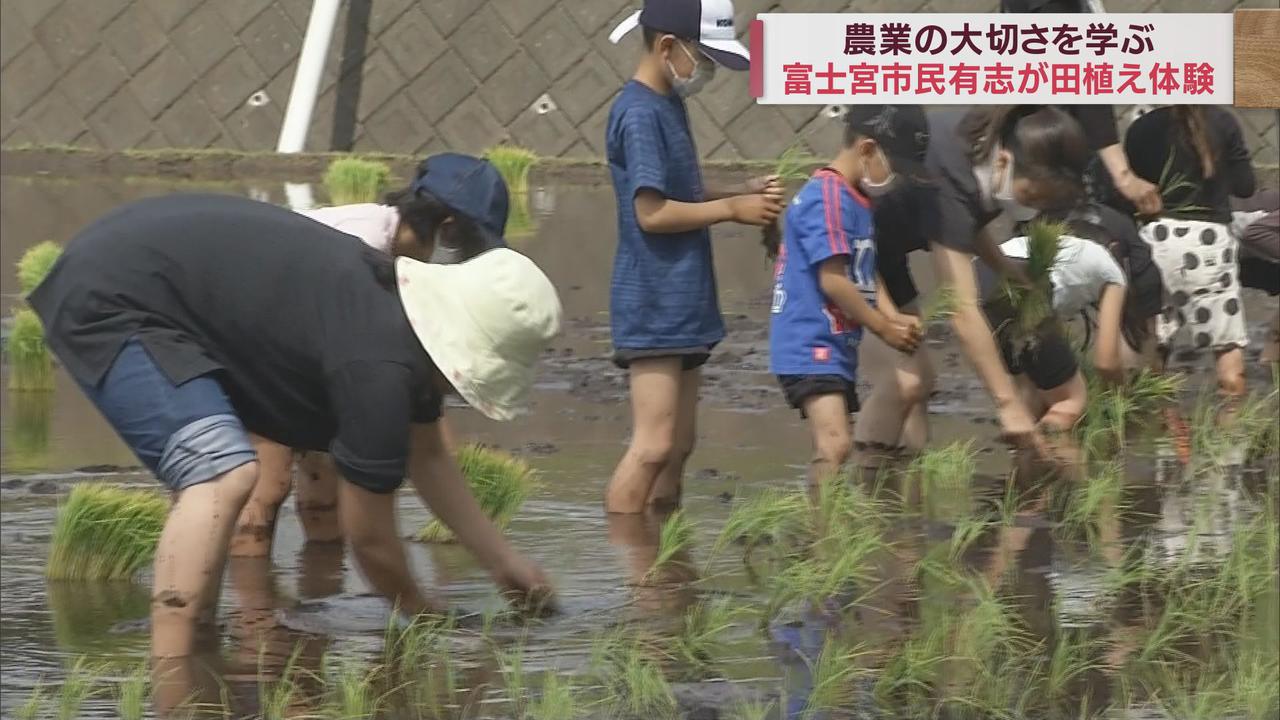 画像: 「泥の感触が新鮮」…市民１１０人が田植え体験　秋の稲刈りも同じメンバーで　静岡・富士宮市