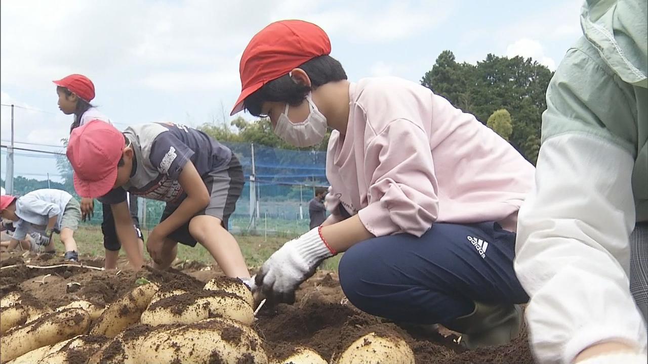 画像: みんなで育てたジャガイモを給食で…　栄養たっぷりの三島野菜を児童らが収穫「苦労がわかってさらに美味しく」　静岡・三島市