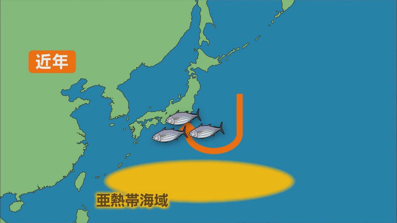 画像1: 今年はカツオが豊漁