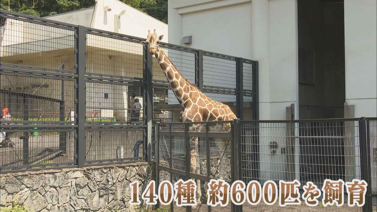 画像2: 動物園のエサ代が高騰