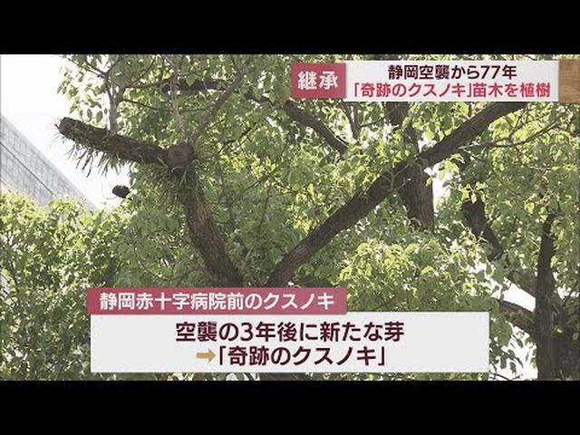 画像: 「これからも大切に育てよう…」　77年前の大空襲を生き延びた「奇跡のクスノキ」　静岡市の小学校で苗木を植樹 youtu.be