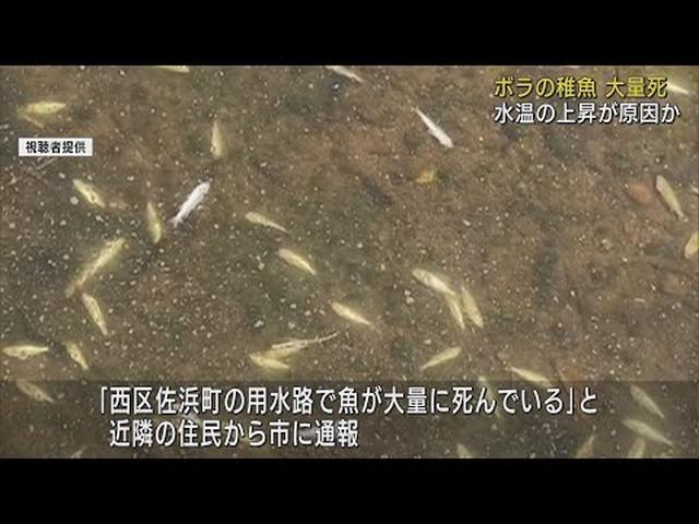画像: 暑さが原因か…用水路で500匹の魚死ぬ　水質検査は異常なし　浜松市 youtu.be