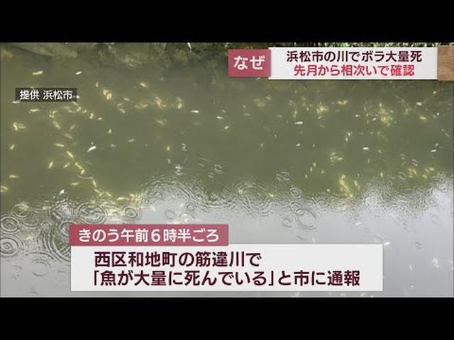 画像: 魚の大量死が続く浜松市　150メートルにわたってボラの稚魚1万匹以上が死ぬ youtu.be