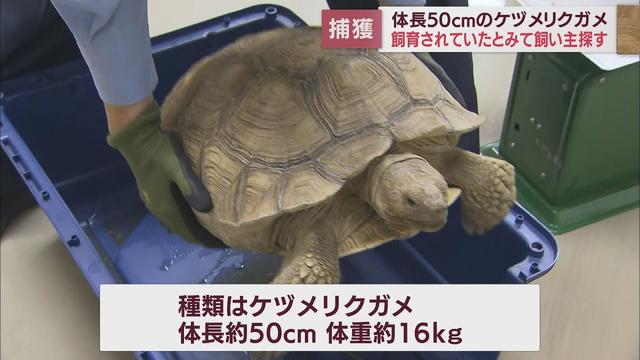 画像: 今度は浜松市でカメの落とし物？　住宅街の駐車場に体長50センチのケヅメリクガメ youtu.be