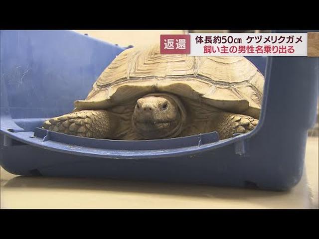 画像: カメの飼い主が自ら申し出　無事返還されました　浜松市で発見された50センチのケヅメリクガメ youtu.be