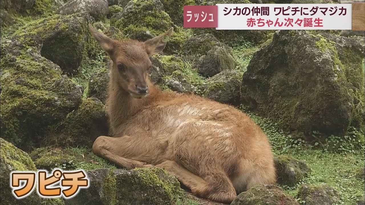 画像: 探してみて…　ワピチにダマジカ　シカの仲間の赤ちゃん次々誕生　静岡・富士サファリパーク youtu.be