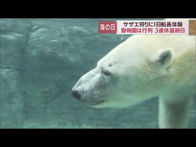 画像: 【海の日スケッチ③】涼しげに泳ぐホッキョクグマが人気　動物園にも多くの来場者　静岡市 youtu.be