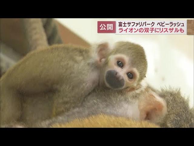 画像: ライオンの赤ちゃんは双子の人気者　リスザルの赤ちゃんは目がクリクリ…　静岡・富士サファリパーク youtu.be