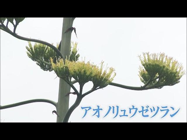 画像: 数十年に一度しか花を咲かせない植物が咲いた！　開花後は枯れてしまう…　静岡・藤枝市 youtu.be