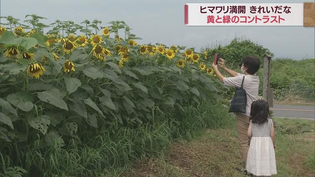 画像: 2万5000本のヒマワリが見頃　地域住民が毎年苗を植え…　静岡・沼津市 youtu.be