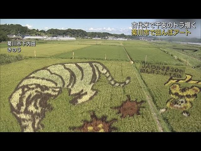 画像: 古代米を使って田んぼアート　今年の干支のトラが描かれる…　静岡県菊川市 youtu.be