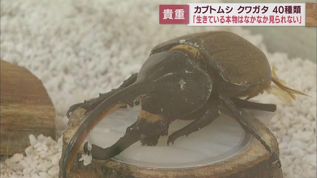 画像: 「すごくかっこいい…」　世界最大のカブトムシやクワガタ、南米原産の珍種まで　静岡・御殿場市で企画展 youtu.be