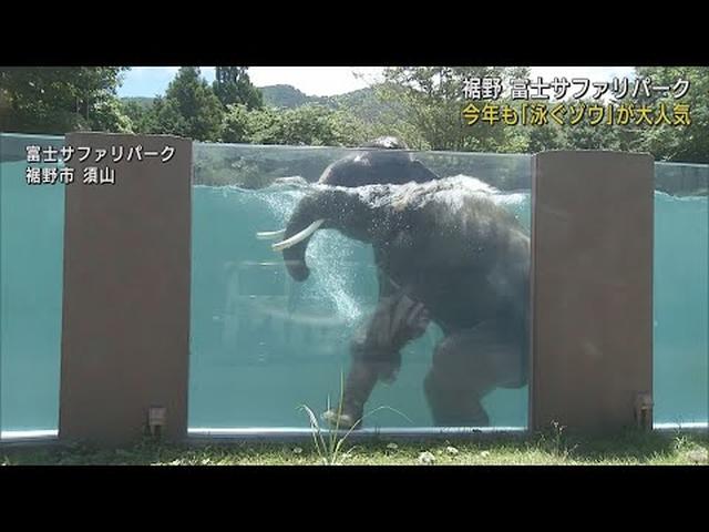 画像: 泳ぐゾウ今年も　泳ぐ回数が多いのは暑くて天気のいい日　静岡県裾野市　富士サファリパーク youtu.be