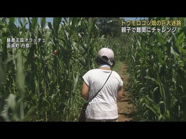 画像: 4万本のトウモロコシで巨大な迷路　ゴールまで平均30分　静岡・函南町 youtu.be