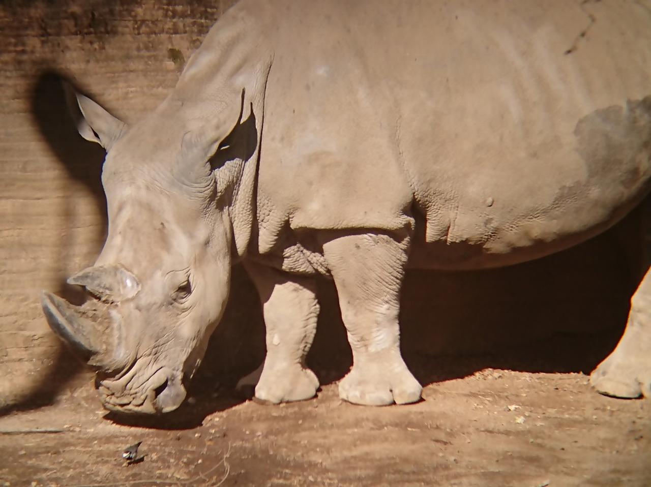 画像: 提供：静岡市立日本平動物園　シロサイ「サイコ」