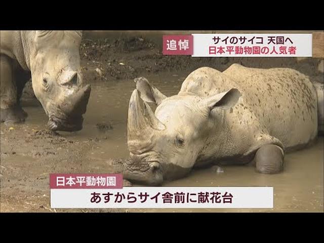 画像: 日本平動物園の人気者シロサイ「サイコ」死ぬ　飼育員「関わる人みんなをすごく癒やしてくれた」　静岡市 youtu.be