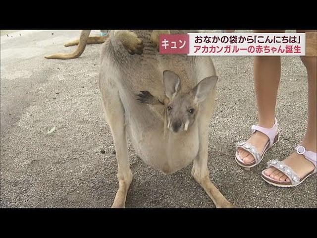 画像: ”ひょっこりにキュン”アカカンガルーの赤ちゃんが4匹誕生　母親のおなかの袋から顔を出す姿も　富士サファリーパーク youtu.be