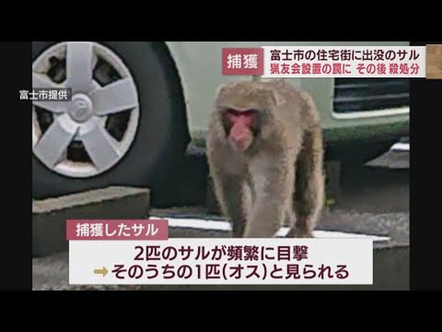 画像: 住宅地に出没していたニホンザルか　オスザル1匹を殺処分に　静岡・富士市 youtu.be