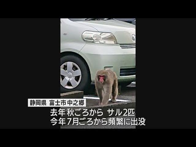 画像: 住宅街で出没していたサルか…オスのサルを1匹捕獲　先月には捕獲をめぐり麻酔銃の誤射も発生　静岡・富士市 youtu.be